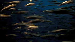 A school of squid underwater. 