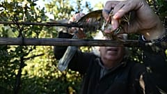 EuGH: Tradition gibt kein Recht auf Vogeljagd mit Leimruten