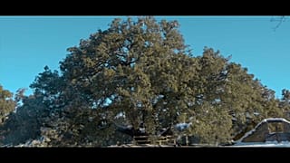 La Carrasca Milenaria de Lecina (España)