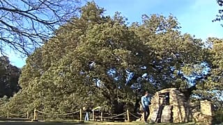 Europäischer Baum des Jahres in Lecina