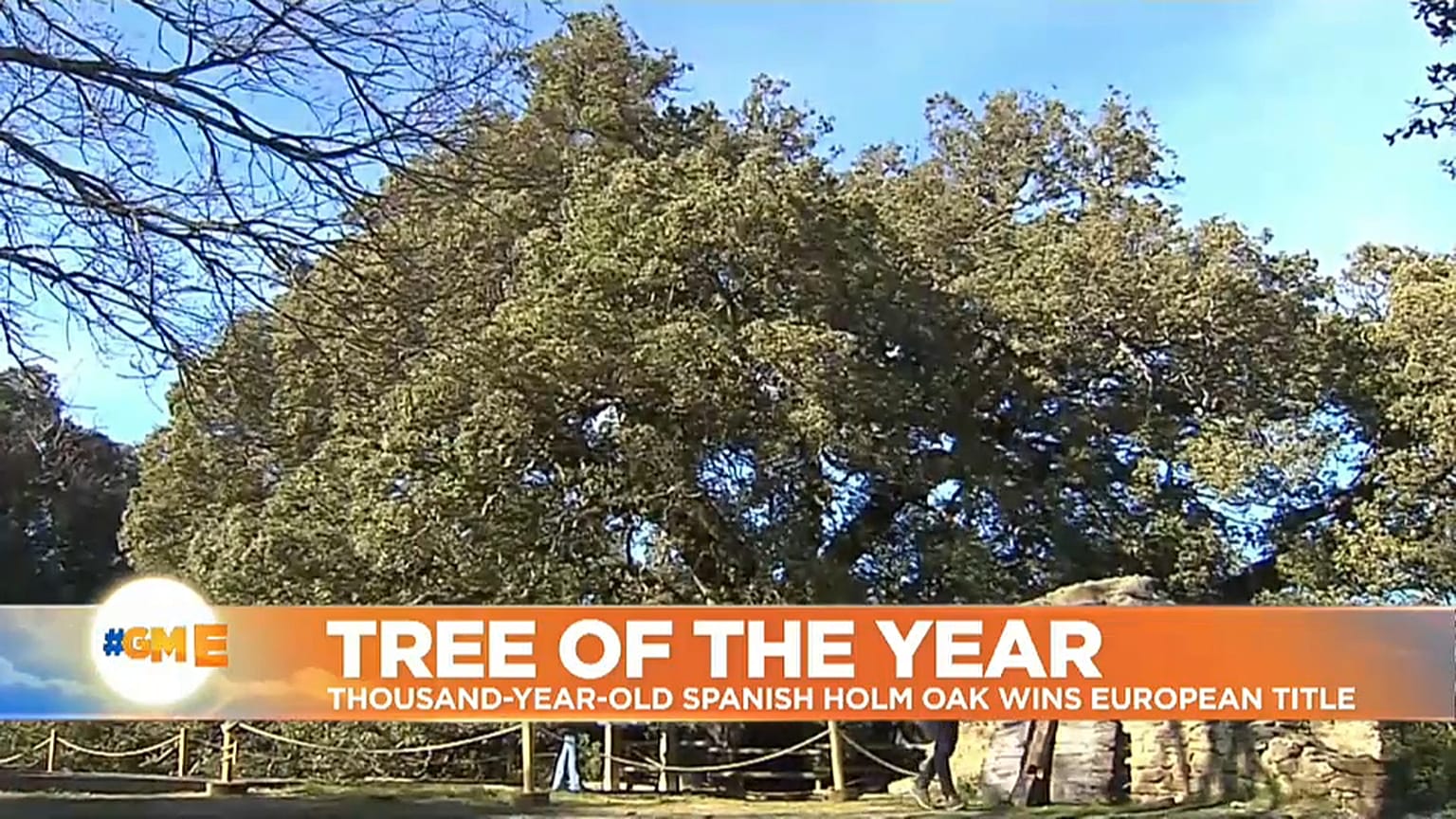 Holm Oak named 'European Tree of the Year' in Spain