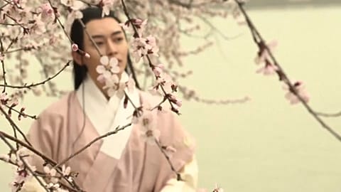 Peach blossoms in early spring