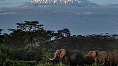 Kenia: Großer Appetit auf Avocados bedroht Lebensraum von Elefanten