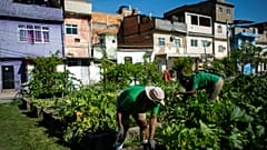 Horta comunitária de Manguinhos