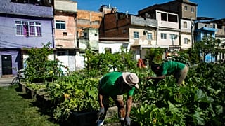Horta comunitária de Manguinhos
