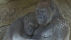 Gorilas en el Zoológico de San Diego (EE.UU.)