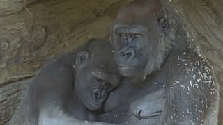 Gorilas en el Zoológico de San Diego (EE.UU.)