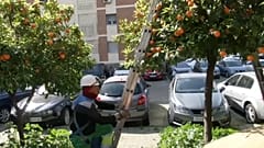 Orangenbäume mitten in der Stadt. Die Früchte sto´ßen in Sevilla nur auf wenig Begeisterung