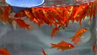 فروش ماهی سفره هفت‌سین در تهران
