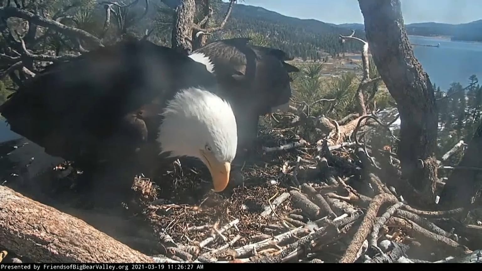 Weißkopfseeadler Jackie und Shadow bereiten sich auf das Schlüpfen ihres Nachwuchses vor