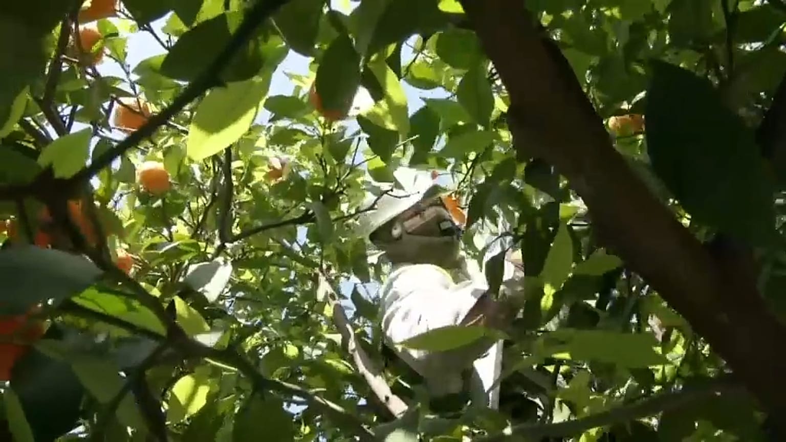 Siviglia: qui l'arancione è il nuovo "green"