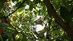 Un operario recoge naranjas en Sevilla.