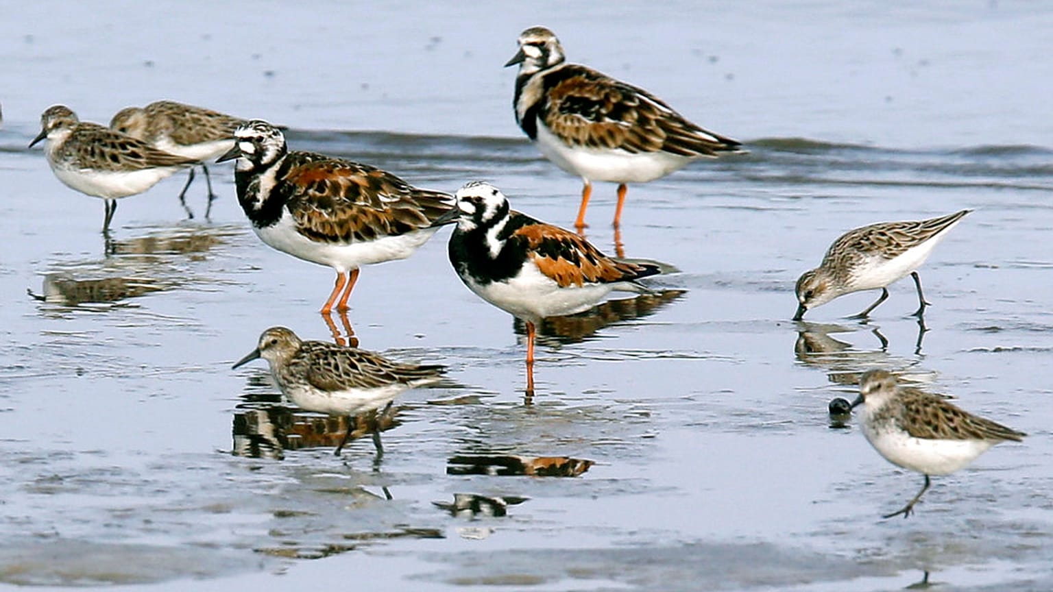 Vögel im Wasser