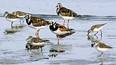 Vögel im Wasser
