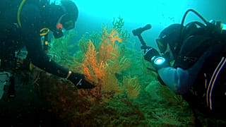 A caccia di salute nell'oceano