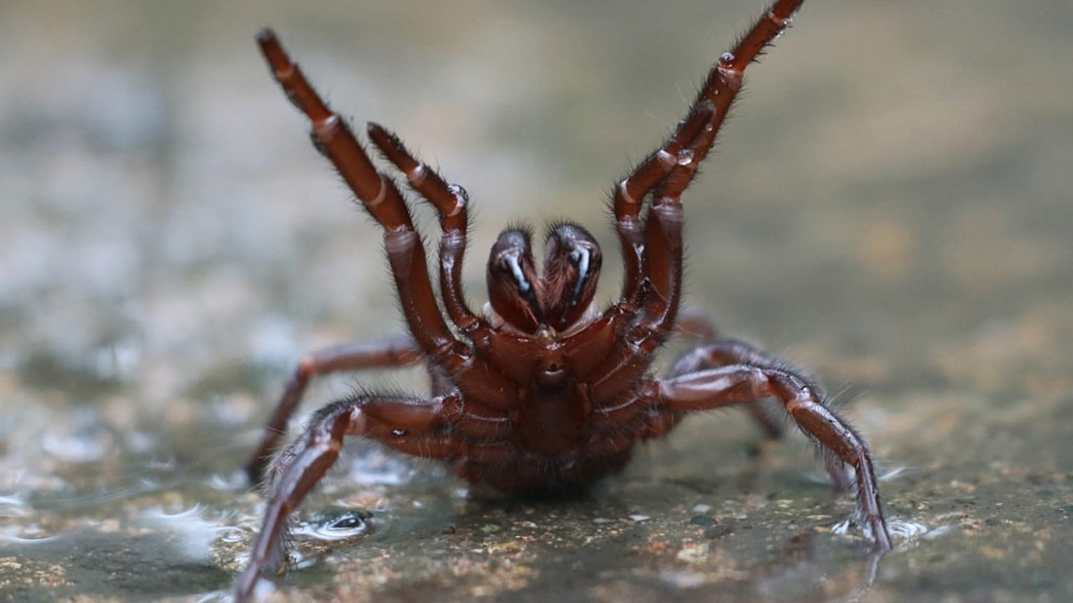In Australien droht nach heftigem Regen eine Plage der Sydney-Trichternetzspinnen (Atrax robustus)