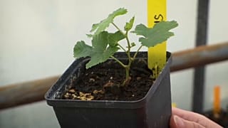 Plants de vigne revenus de l'espace