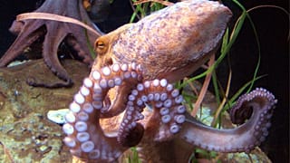 https://commons.wikimedia.org/wiki/File:Octopus_vulgaris_BCN_0219_Mustekala_C.JPG