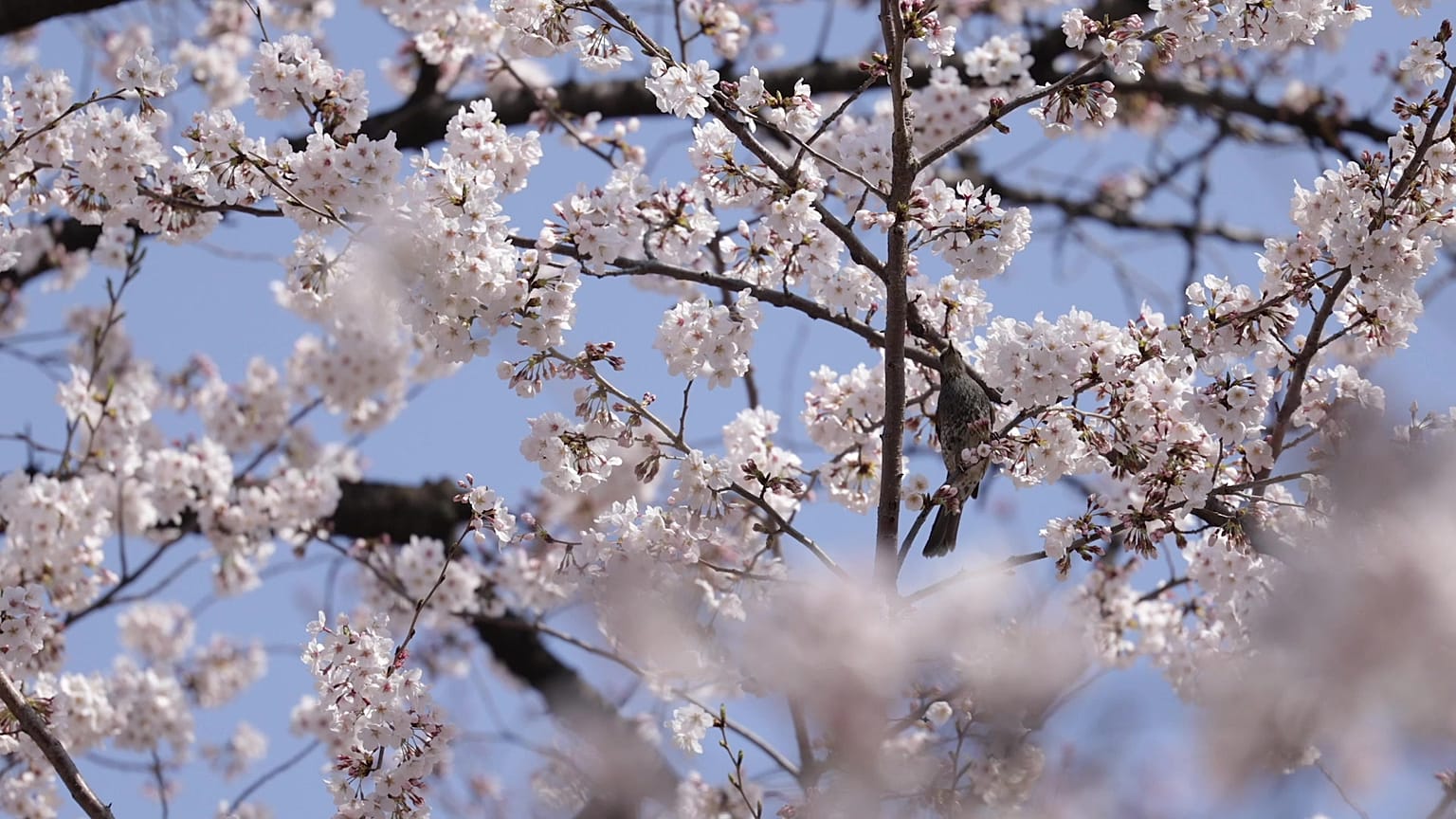 Cerisiers en fleurs à Tokyo