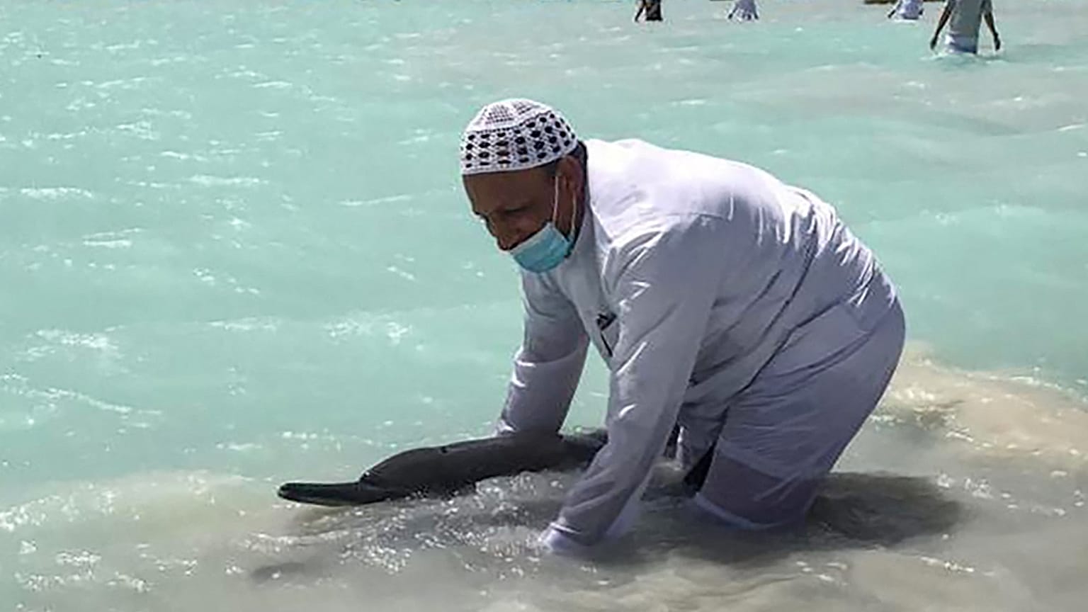 متطوعون سعوديون يرجعون الدلافين العالقة باليد إلى المياه العميقة في منطقة أملج الواقعة على البحر الأحمر- السعودية.