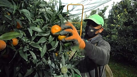 Volunteers pick fruit in Australian cemetery to combat food insecurity