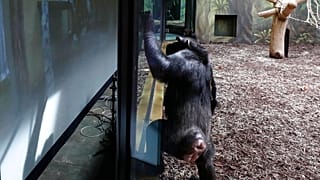 Zoomkapcsolat két állatkert között