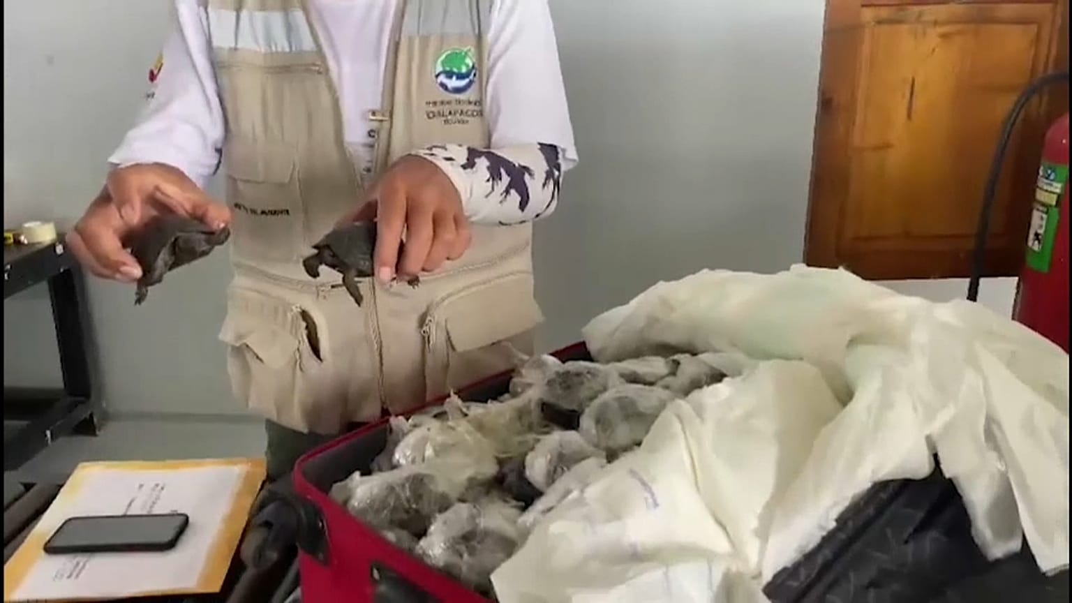 In Plastik gewickelt: 185 Baby-Schildkröten gerettet, 10 sind erstickt
