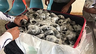 185 детёнышей галапагосской черепахи в чемодане, Аэропорт Галапагосские острова, 28 марта 2021 г.