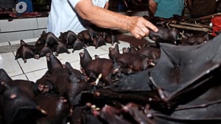 Un vendeur de chauve-souris sur le marché Tomohon en Indonésie, 8 février 2020