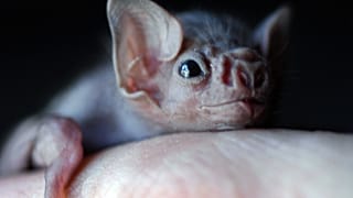 Murciélago nacido en cautividad en Estados Unidos