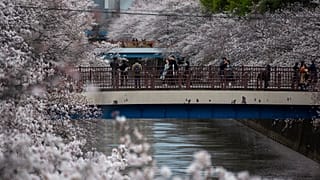 Crowds flock to Tokyo to see cherry blossom