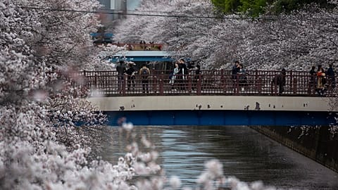 Crowds flock to Tokyo to see cherry blossom