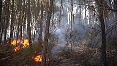 Waldbrände: Auch eine unterirdische Gefahr