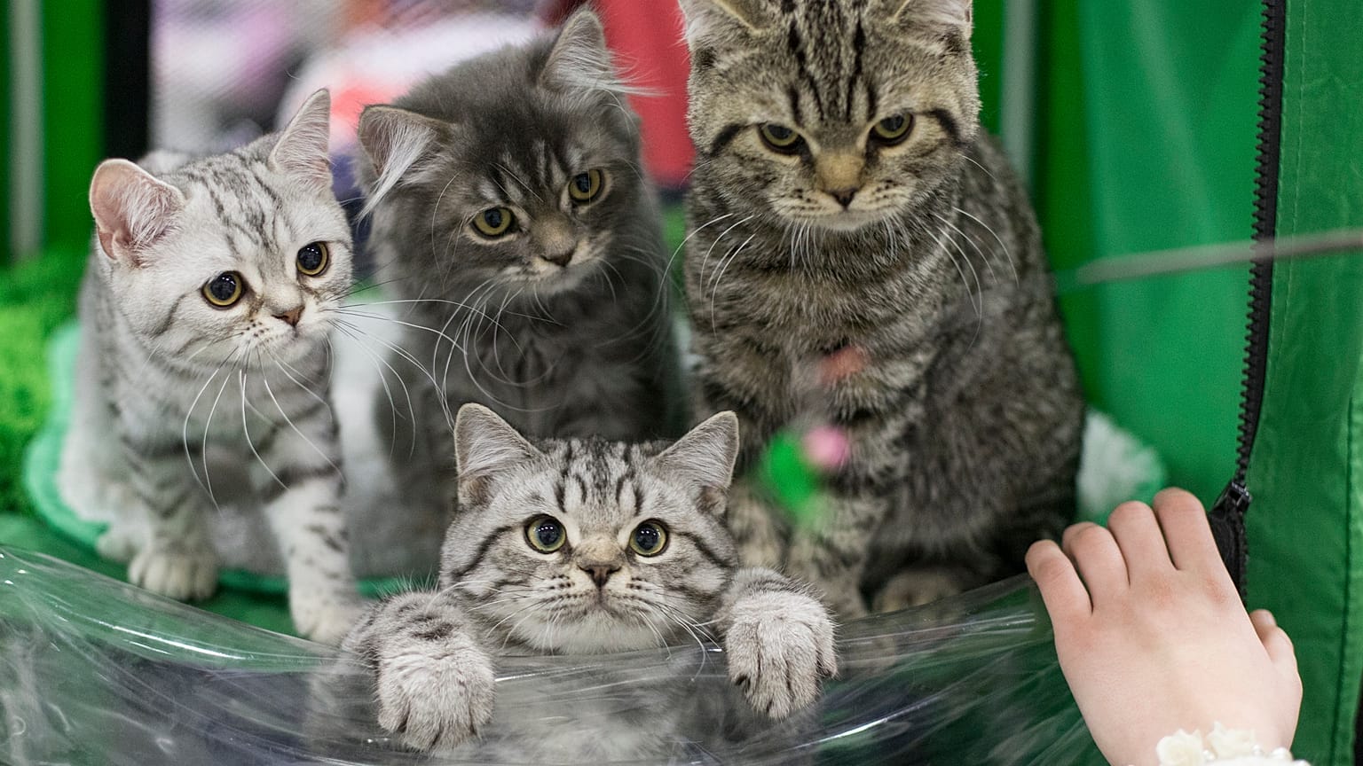 Выставка кошек, 2016 г.