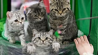 Koronavírus: bejegyezték az első állatoknak adható védőoltást