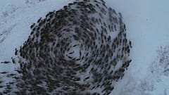 VIDEO: Der spektakuläre Tanz der Rentiere in Russland
