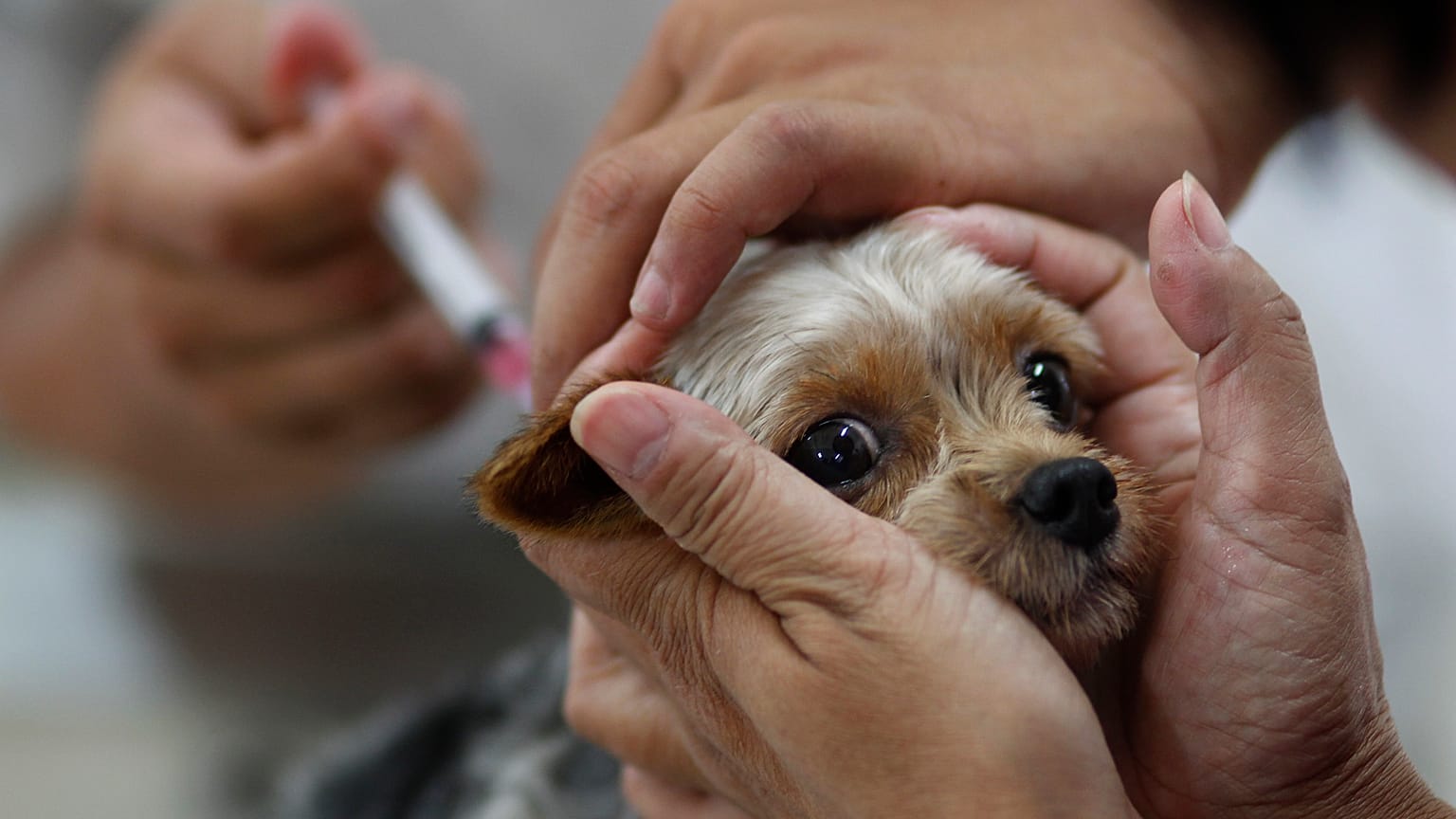 Un perro es vacunado en Taiwán
