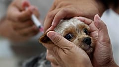 Un perro es vacunado en Taiwán