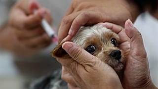 Un perro es vacunado en Taiwán