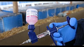 Carnivak-Cov - der in Russland entwickelte Corona-Impfstoff für Tiere