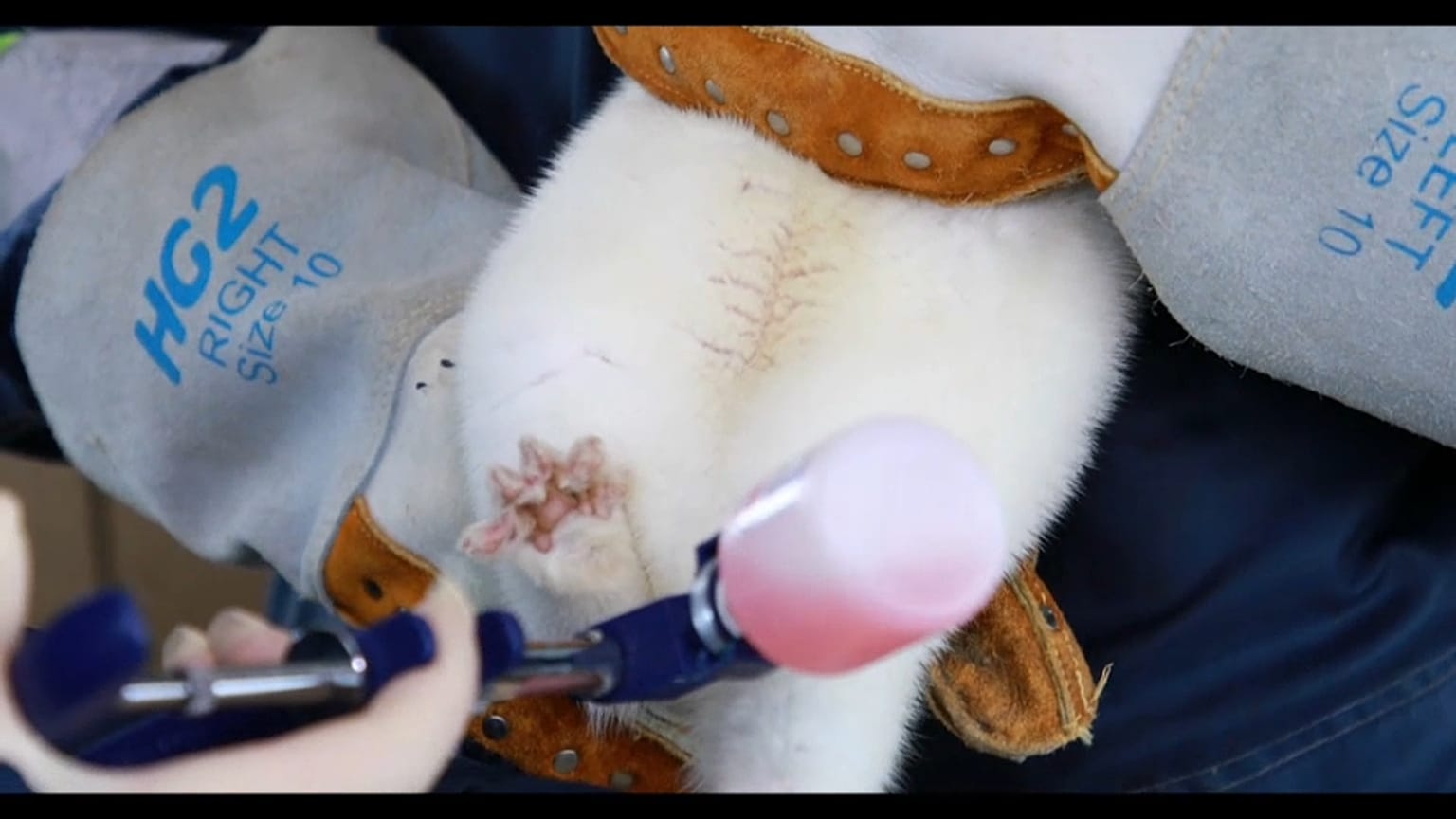 Un furetto bianco viene vaccinato 