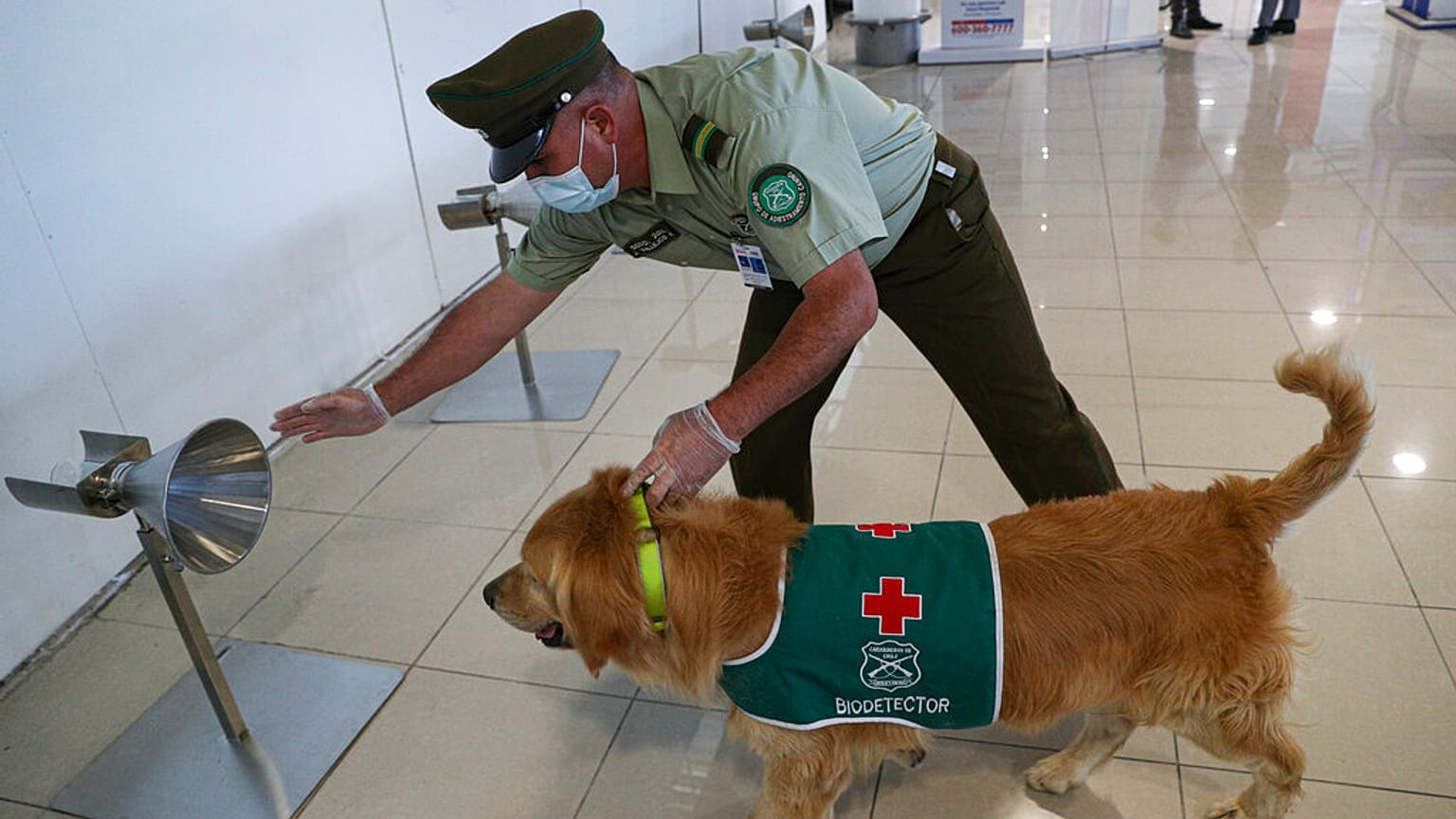 Havaalanında Covid-19 virüsü tespit etmeye çalışan eğitimli bir köpek.