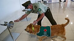 Havaalanında Covid-19 virüsü tespit etmeye çalışan eğitimli bir köpek.