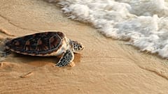These “cold-stunned” turtles are glad to be back in the ocean
