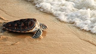 These “cold-stunned” turtles are glad to be back in the ocean