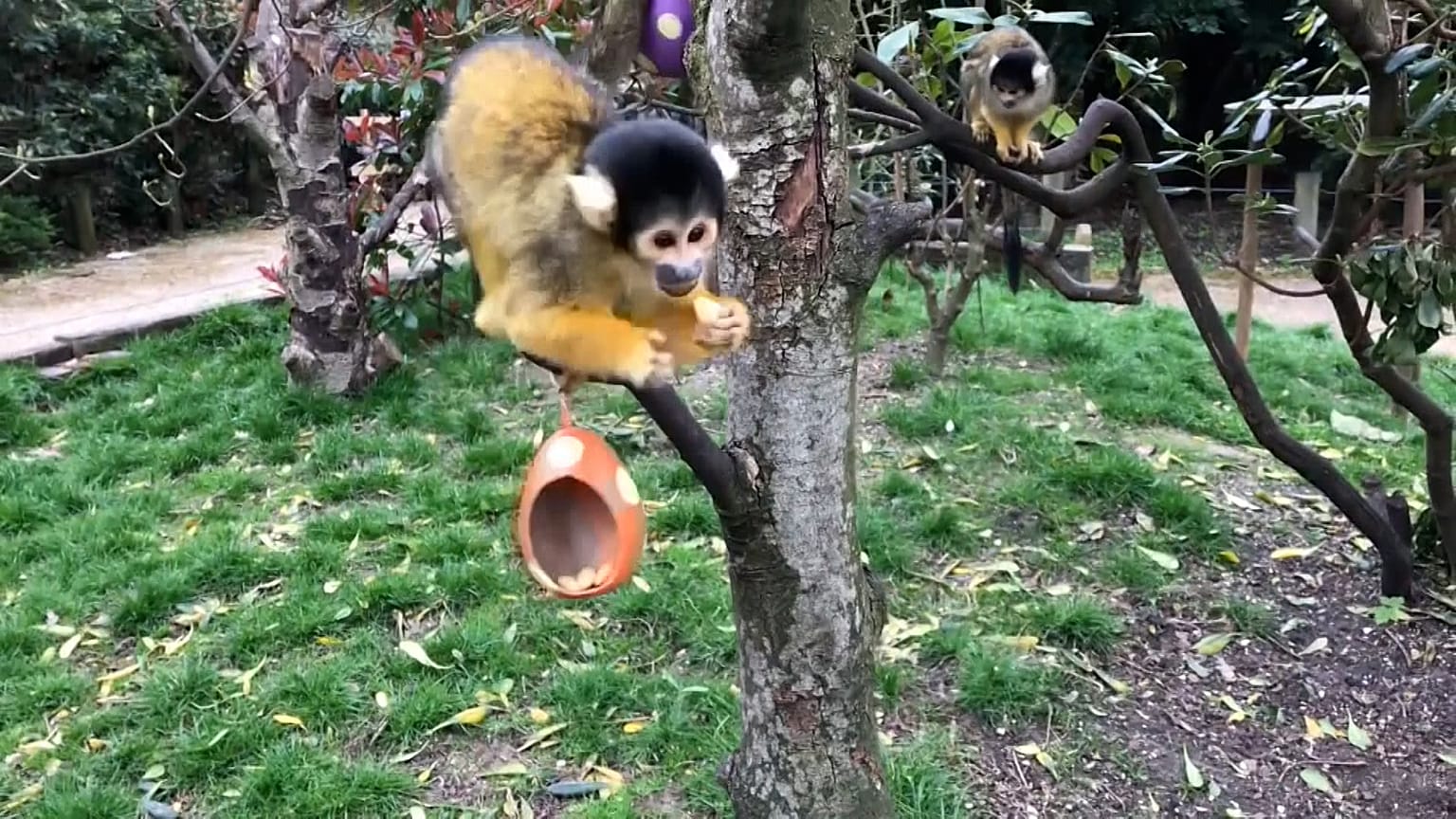 Easter fun with meerkats and squirrel monkeys at ZSL London Zoo
