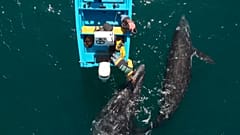 Grauwale retten Tourismus in mexikanischer Baja California