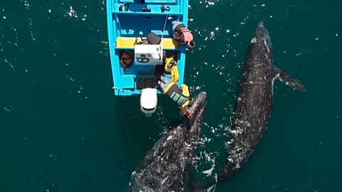 Grey whales save pandemic-hit tourism in Mexico's Baja California