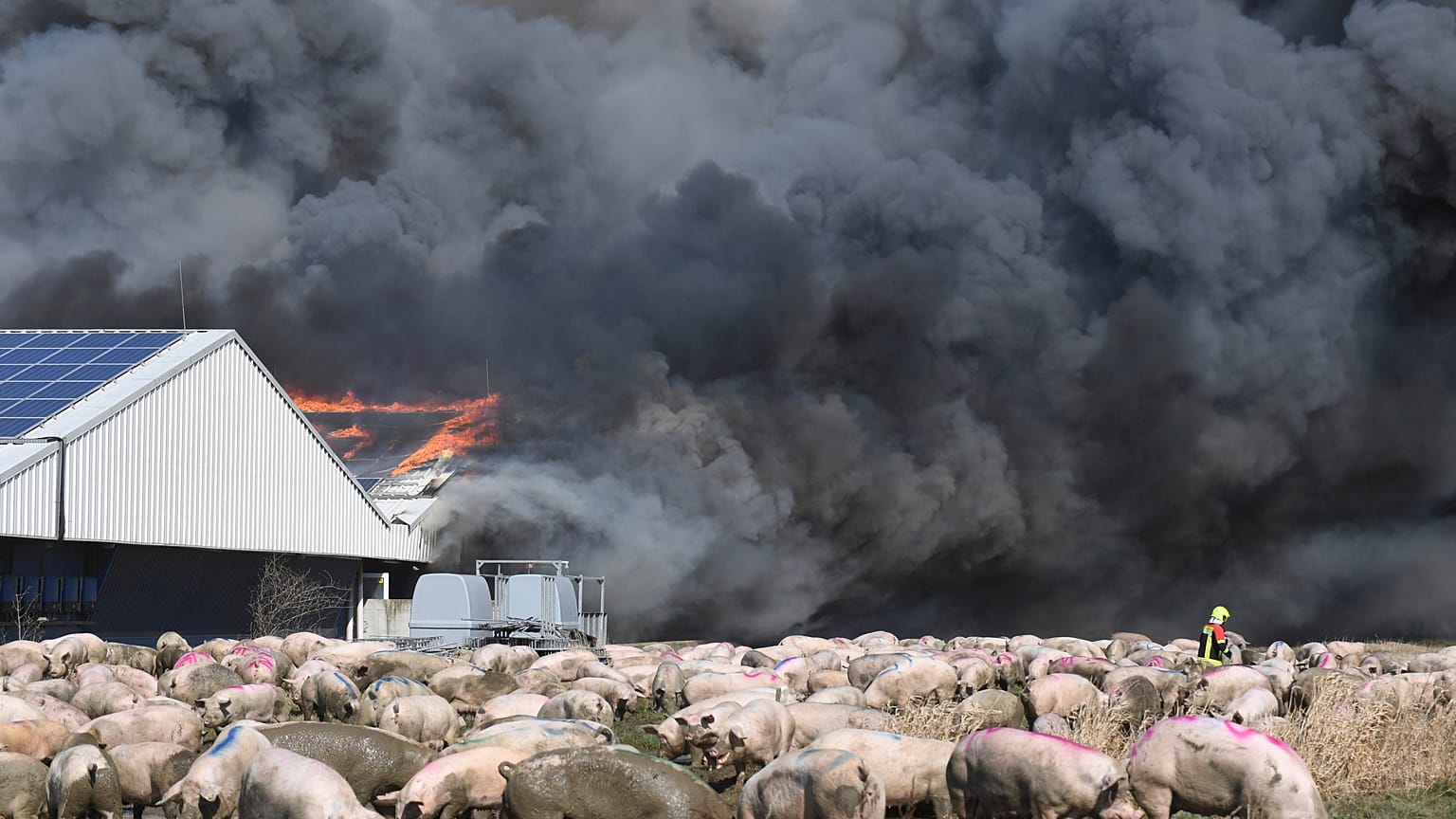 A firefighter walks between pigs after a fire broke out in a large pig farm in Alt Tellin, Germany, March 30, 2021.
