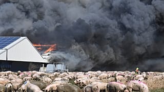 A firefighter walks between pigs after a fire broke out in a large pig farm in Alt Tellin, Germany, March 30, 2021.